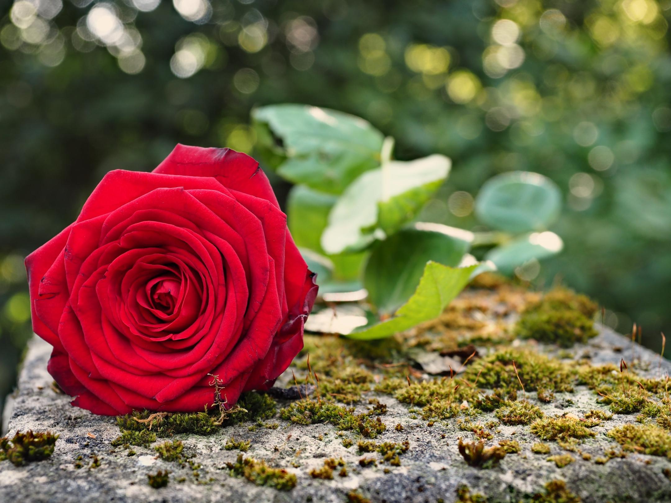 Eine rote Rose auf dem Friedhof