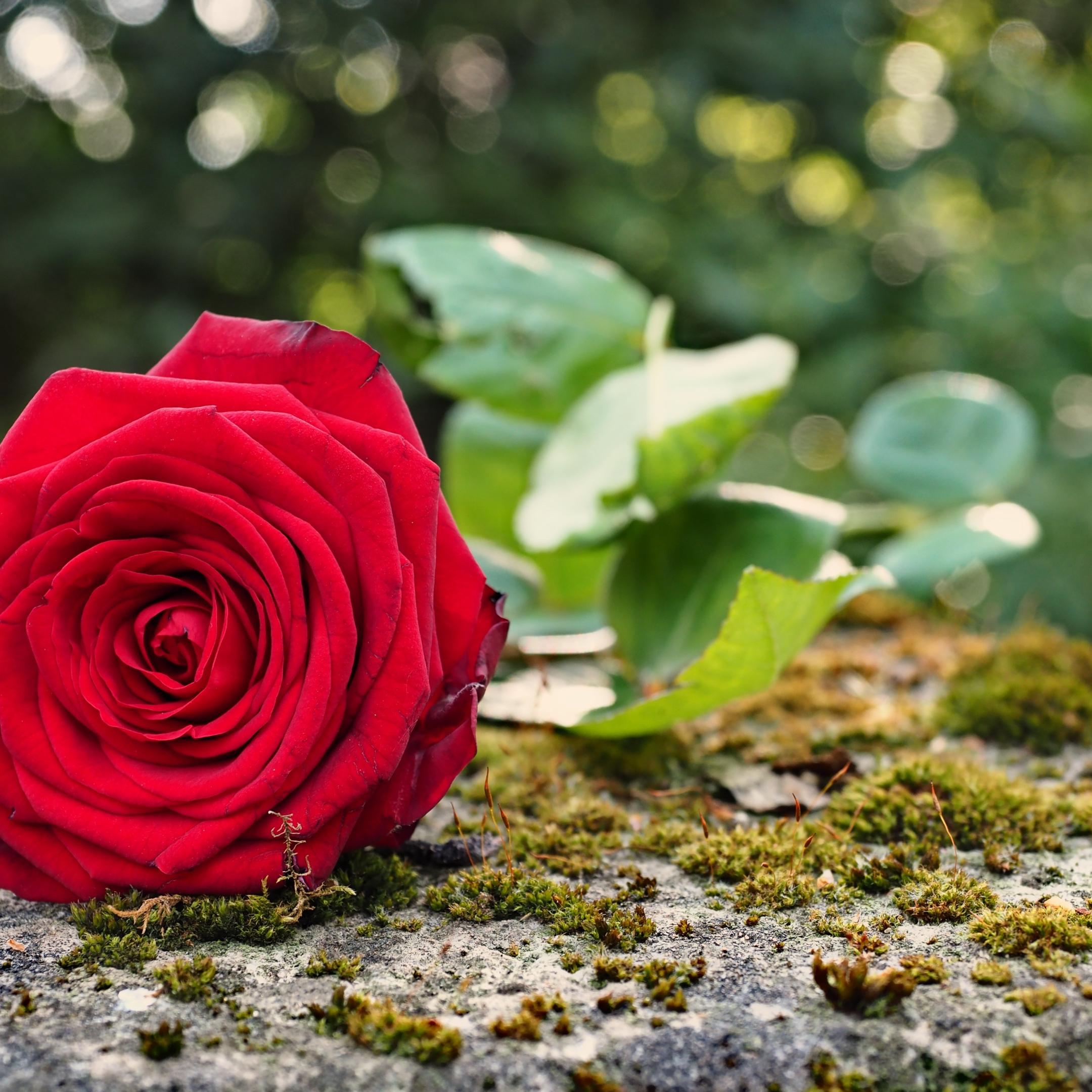 Eine rote Rose auf dem Friedhof