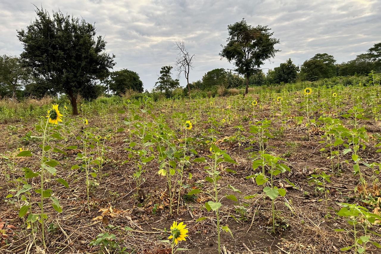 Ein Feld mit spärlichen Sonnenblumen. Ein großer Teil der Pflanzen ist vertrocknet. (c) Patrik Krutten Ein Feld mit spärlichen Sonnenblumen. Ein großer Teil der Pflanzen ist vertrocknet.