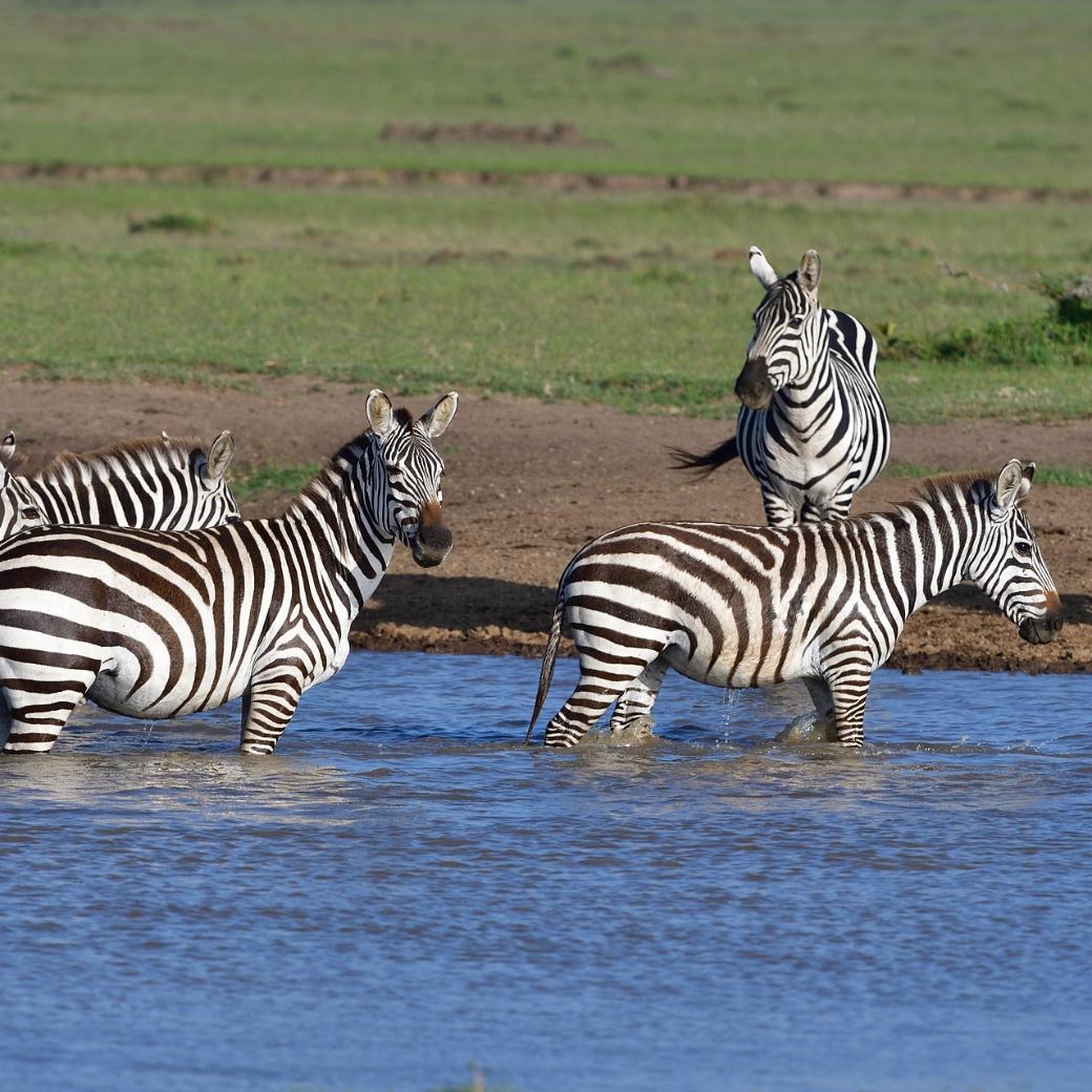 Mehrere Zebras in Afrika an einer Wasserstelle